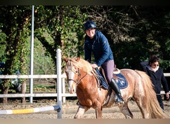 Berber, Gelding, 5 years, 15 hh, Sabino