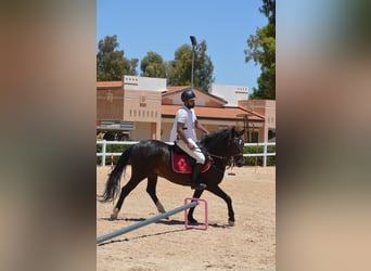 Berber, Hengst, 11 Jaar, 146 cm, Bruin