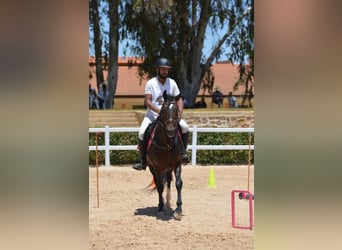 Berber, Hengst, 11 Jaar, 146 cm, Bruin