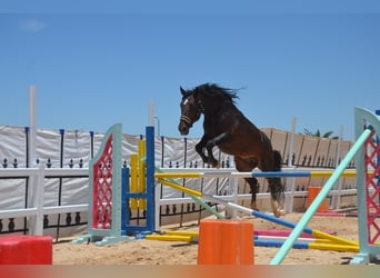 Berber, Hengst, 11 Jahre, 146 cm, Brauner