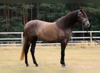 Berber, Hengst, 11 Jahre, 162 cm, Braunfalbschimmel