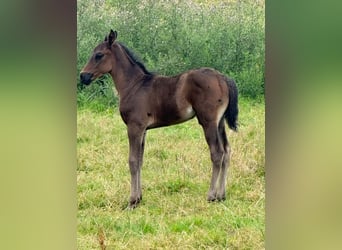 Berber, Hengst, 1 Jaar, 115 cm, Zwart