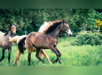 Berber, Hengst, 1 Jaar, 154 cm, kan schimmel zijn