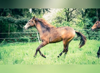 Berber, Hengst, 1 Jaar, 154 cm, kan schimmel zijn