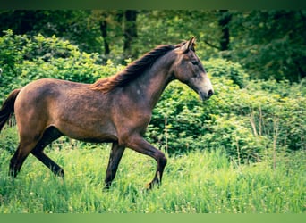 Berber, Hengst, 1 Jaar, 154 cm, kan schimmel zijn