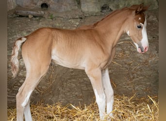 Berber, Hengst, 1 Jaar, 154 cm, kan schimmel zijn