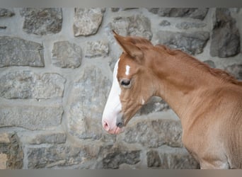 Berber, Hengst, 1 Jaar, 154 cm, kan schimmel zijn