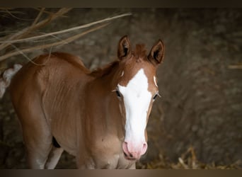 Berber, Hengst, 1 Jaar, 154 cm, kan schimmel zijn