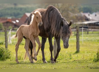 Berber, Hengst, 1 Jaar, 154 cm, Palomino