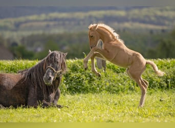 Berber, Hengst, 1 Jaar, 154 cm, Palomino