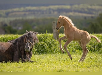 Berber, Hengst, 1 Jaar, 154 cm, Palomino