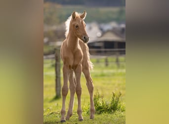 Berber, Hengst, 1 Jaar, 154 cm, Palomino