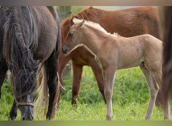 Berber, Hengst, 1 Jaar, 154 cm, Palomino