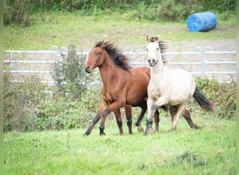 Berber, Hengst, 1 Jaar, 155 cm, Bruin