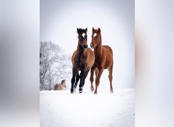 Berber, Hengst, 1 Jaar, 155 cm, Vos