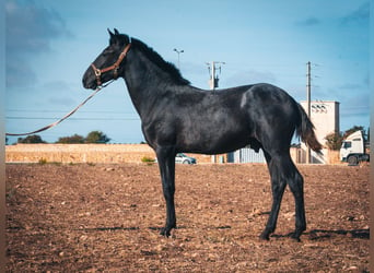 Berber, Hengst, 1 Jahr, 159 cm, Blauschimmel