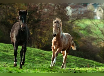 Berber, Hengst, 1 Jaar, 159 cm, Buckskin