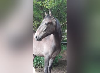 Berber, Hengst, 1 Jaar, 160 cm