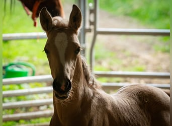 Berber, Hengst, 1 Jahr, 137 cm, Buckskin