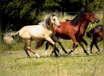 Berber, Hengst, 1 Jahr, 137 cm, Buckskin
