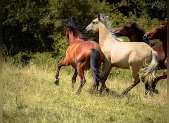 Berber, Hengst, 1 Jahr, 137 cm, Buckskin
