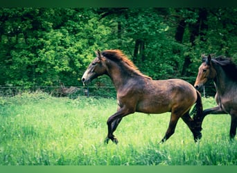 Berber, Hengst, 1 Jahr, 154 cm, Kann Schimmel werden