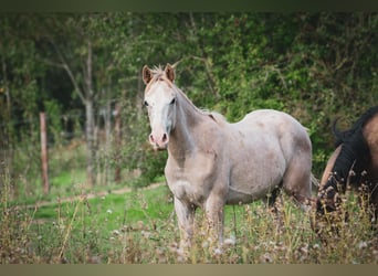 Berber, Hengst, 1 Jahr, 154 cm, Kann Schimmel werden