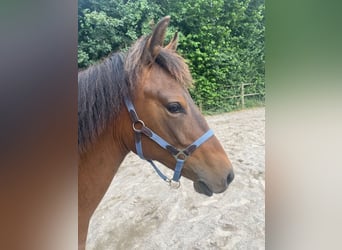 Berber, Hengst, 1 Jahr, 155 cm, Brauner