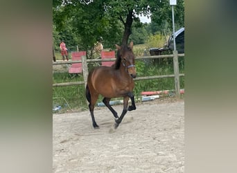 Berber, Hengst, 1 Jahr, 155 cm, Brauner