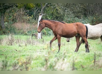 Berber, Hengst, 1 Jahr, 155 cm, Brauner