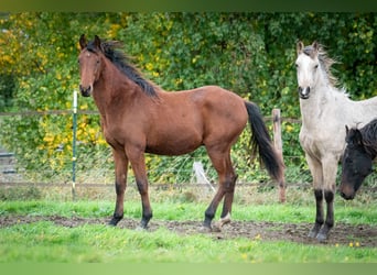 Berber, Hengst, 1 Jahr, 155 cm, Brauner