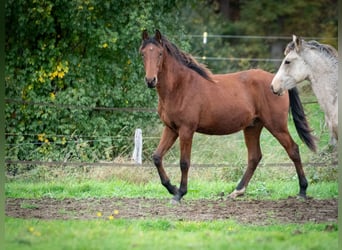 Berber, Hengst, 1 Jahr, 155 cm, Brauner