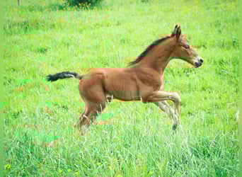 Berber, Hengst, 1 Jahr, 155 cm, Brauner