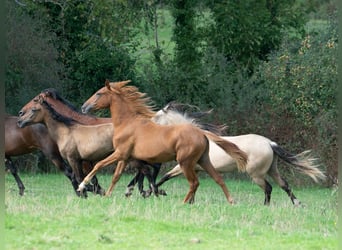 Berber, Hengst, 1 Jahr, 155 cm, Fuchs