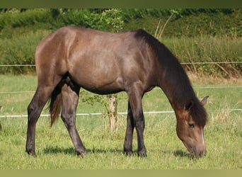 Berber, Hengst, 1 Jahr, 157 cm, Schimmel