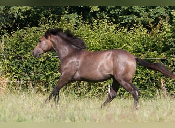 Berber, Hengst, 1 Jahr, 157 cm, Schimmel
