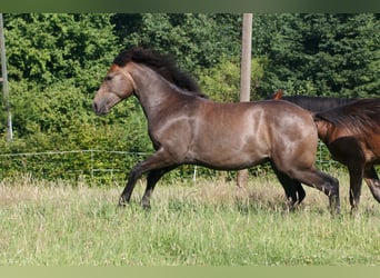 Berber, Hengst, 1 Jahr, 157 cm, Schimmel