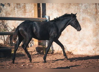 Berber, Hengst, 1 Jahr, 159 cm, Blauschimmel