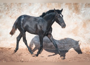 Berber, Hengst, 1 Jahr, 159 cm, Blauschimmel