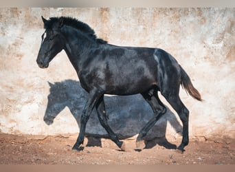 Berber, Hengst, 1 Jahr, 159 cm, Blauschimmel