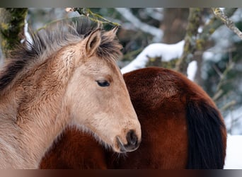 Berber, Hengst, 1 Jahr, 159 cm, Buckskin