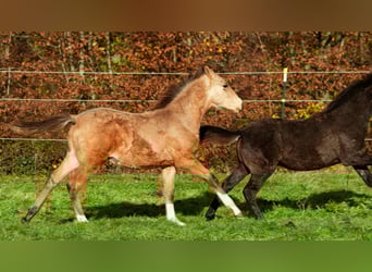 Berber, Hengst, 1 Jahr, 159 cm, Buckskin