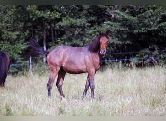 Berber Mix, Hengst, 1 Jahr, Brauner