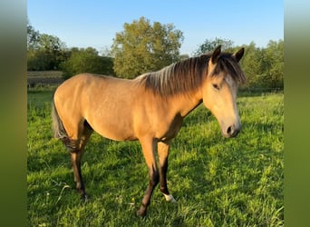 Berber, Hengst, 1 Jahr, Buckskin
