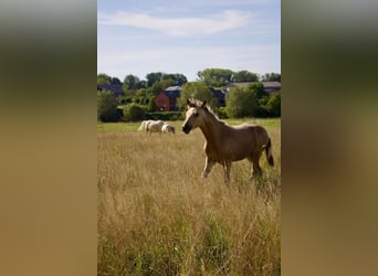 Berber, Hengst, 1 Jahr, Buckskin