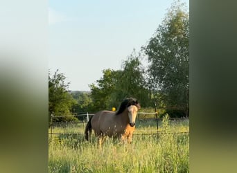 Berber, Hengst, 1 Jahr, Buckskin