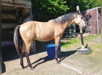 Berber, Hengst, 1 Jahr, Buckskin