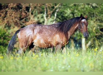 Berber, Hengst, 2 Jaar, 150 cm