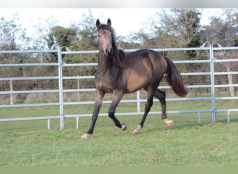 Berber, Hengst, 2 Jaar, 152 cm, Falbe