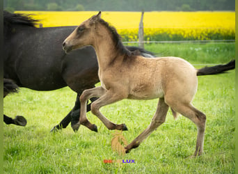 Berber, Hengst, 2 Jaar, 154 cm, kan schimmel zijn